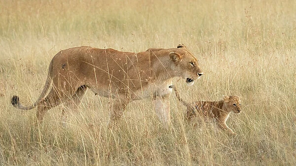 lion cub with mother in the Maasaimara, kenya