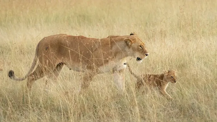 Framed Print : lion cub with mother in the Maasaimara, kenya Framed Print : lion cub with mother in the Maasaimara, kenya