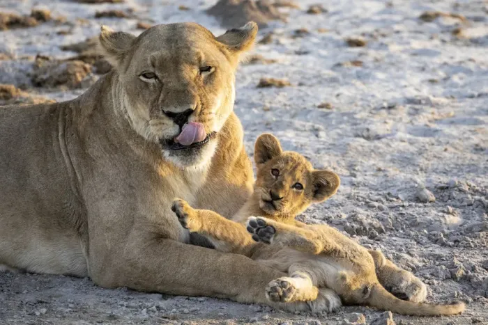 Framed Print : Lion cub and mother, Savuti, Chobe National Park, Botswana Framed Print : Lion cub and mother, Savuti, Chobe National Park, Botswana