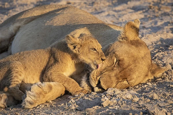 Lion cub and mother, Savuti, Chobe National Park, Botswana