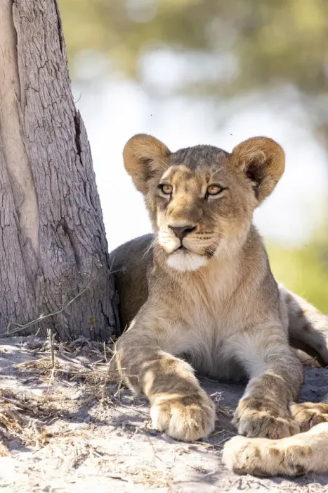 Framed Print : Lion cub, Okavango Delta, Botswana Framed Print : Lion cub, Okavango Delta, Botswana