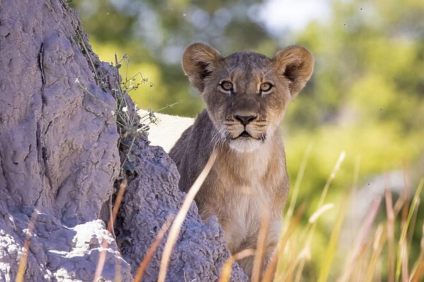Lion cub, Okavango Delta, Botswana