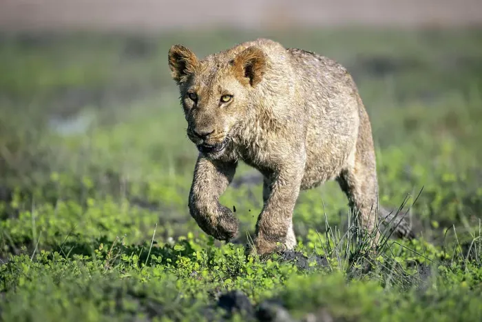 Framed Print : Lion cub, Okavango Delta, Botswana Framed Print : Lion cub, Okavango Delta, Botswana