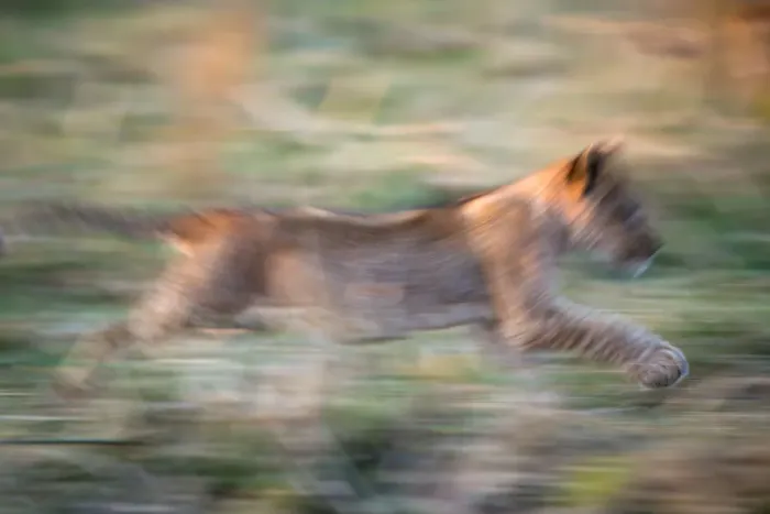 Framed Print : Lion cub running in Ruaha National park, Tanzania