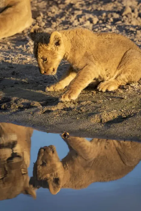 Framed Print : Lion cub, Savuti, Chobe National Park, Botswana