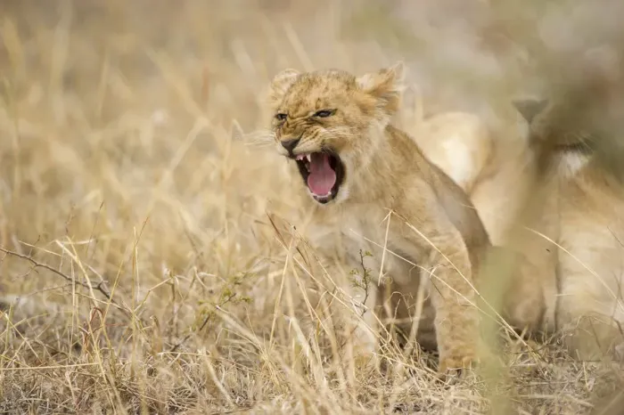 Framed Print : Lion cub shouting in the grass, Serengeti Grumeti Reserves, Tanzania, Africa Framed Print : Lion cub shouting in the grass, Serengeti Grumeti Reserves, Tanzania, Africa