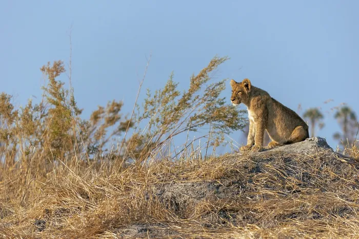 Framed Print : Lion cub sitting on a mound, Moremi Game Reserve, Okavango Delta, Botswana Framed Print : Lion cub sitting on a mound, Moremi Game Reserve, Okavango Delta, Botswana