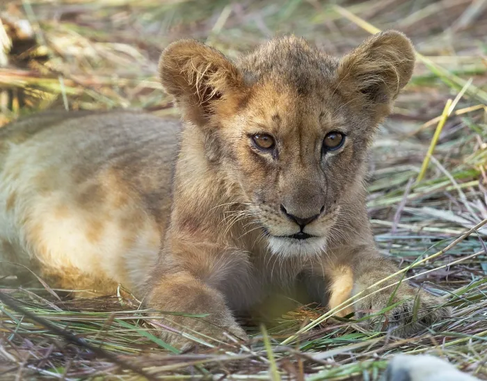 Framed Print : Lion cub, South Luangwa National Park, Zambia
