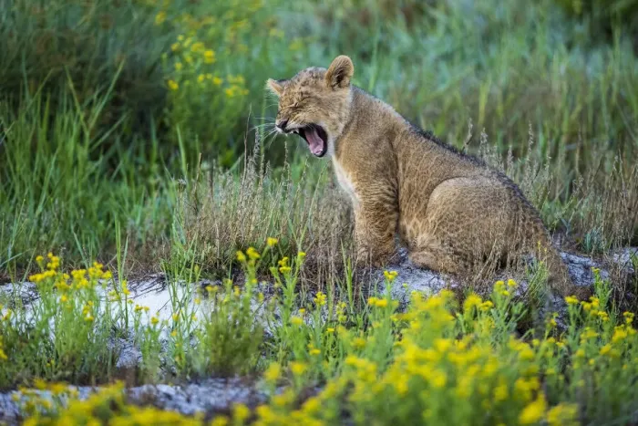 Framed Print : Lion cub yawning, Liuwa Plain National Park, Zambia Framed Print : Lion cub yawning, Liuwa Plain National Park, Zambia