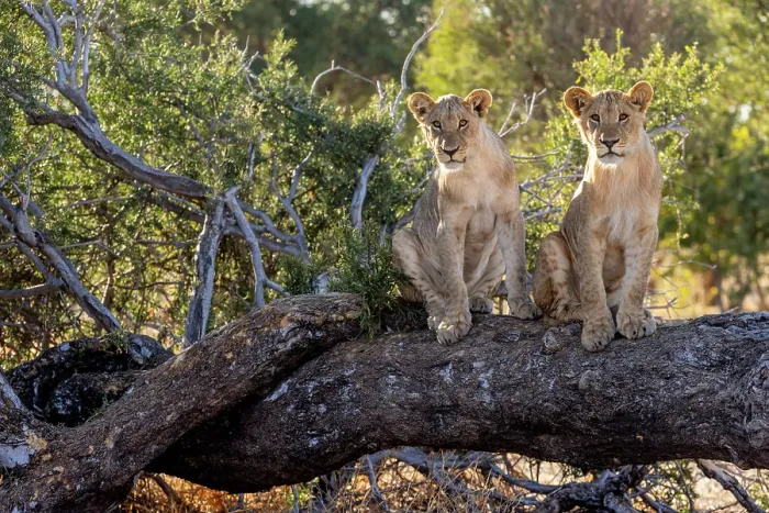 Framed Print : Lion cubs on a fallen tree, Okavango Delta, Botswana