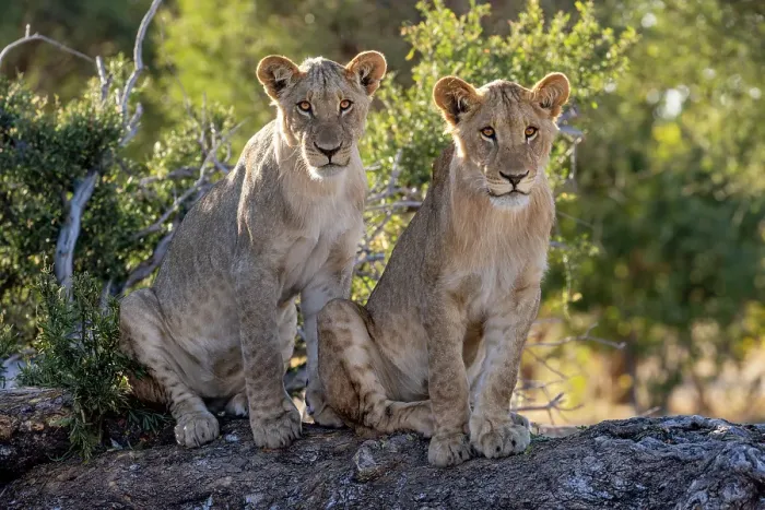 Framed Print : Lion cubs on a fallen tree, Okavango Delta, Botswana Framed Print : Lion cubs on a fallen tree, Okavango Delta, Botswana
