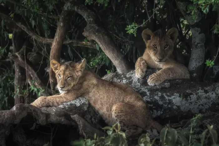 Framed Print : Lion cubs in Lake Nakuru National Park, Kenya