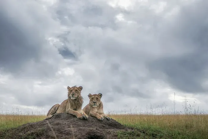 Framed Print : Lion cubs in the Maasaimara grassland, Kenya