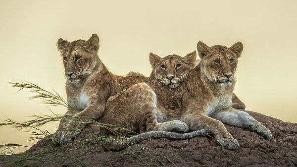 Lion cubs in the Maasaimara grassland, Kenya