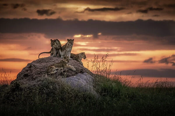 Lion cubs in Msai Mara, Kenya, at sunset