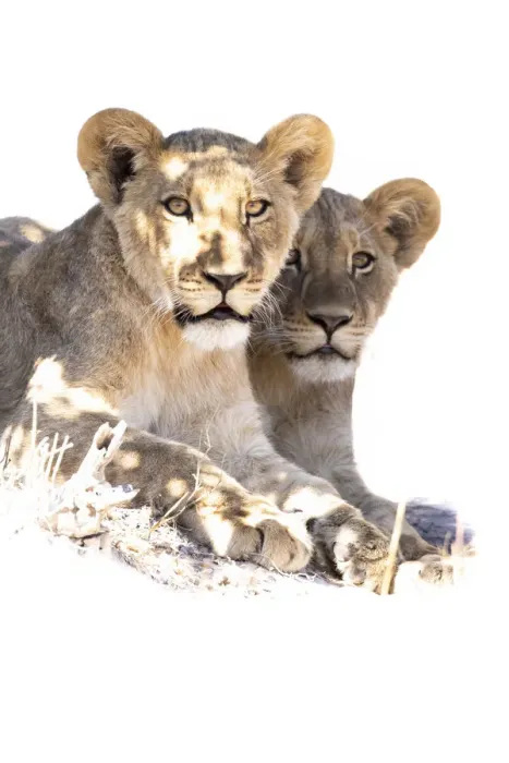 Framed Print : Lion cubs, Okavango Delta, Botswana Framed Print : Lion cubs, Okavango Delta, Botswana
