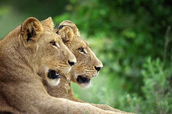 Lion Cubs, Okavango Delta, Botswana