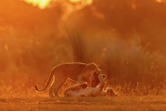 Framed Print : Lion cubs playing in golden light at sunset, Okavango Delta, Botswana Framed Print : Lion cubs playing in golden light at sunset, Okavango Delta, Botswana