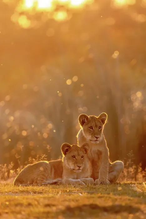 Framed Print : Lion cubs sitting in golden light at sunset, Okavango Delta, Botswana Framed Print : Lion cubs sitting in golden light at sunset, Okavango Delta, Botswana