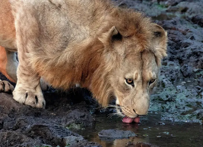 Framed Print : Lion drinking from stream, Zimanga Private Game Reserve, Natal, South Africa