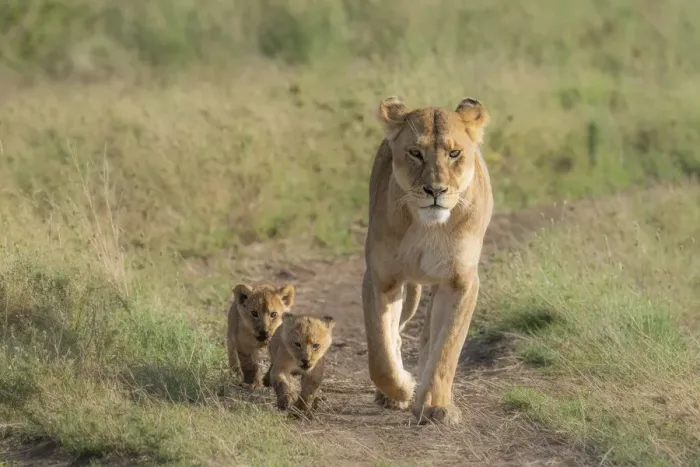 Framed Print : lion family, with cubs, in the Serengeti, Tanzania