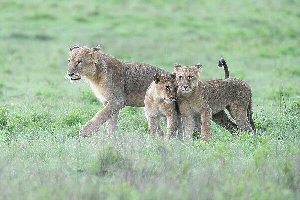 Lion family in Lake Nakuru national park, Kenya