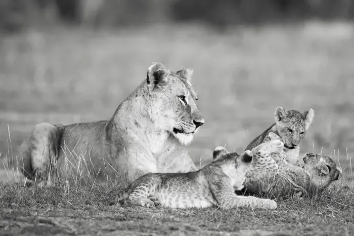 Framed Print : Lion family playing, Kenya Framed Print : Lion family playing, Kenya