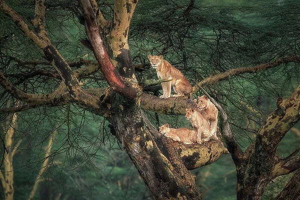 Lion family on a tree in Lake Nakuru National Park, kenya