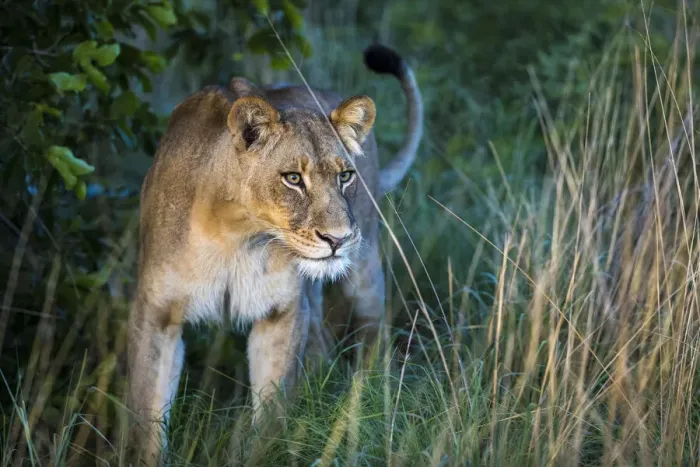 Framed Print : Lion in grassland, Liuwa Plain National Park, Zambia