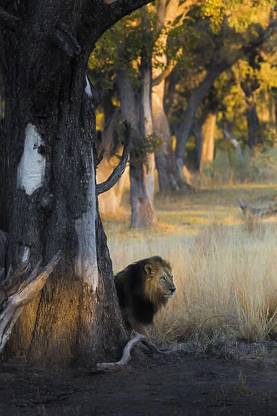 A lion hidden behind a tree in the morning lights at Xakanaxa, in Moremi Game Reserve