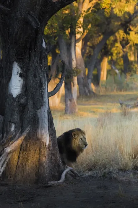 Framed Print : A lion hidden behind a tree in the morning lights at Xakanaxa, in Moremi Game Reserve Framed Print : A lion hidden behind a tree in the morning lights at Xakanaxa, in Moremi Game Reserve