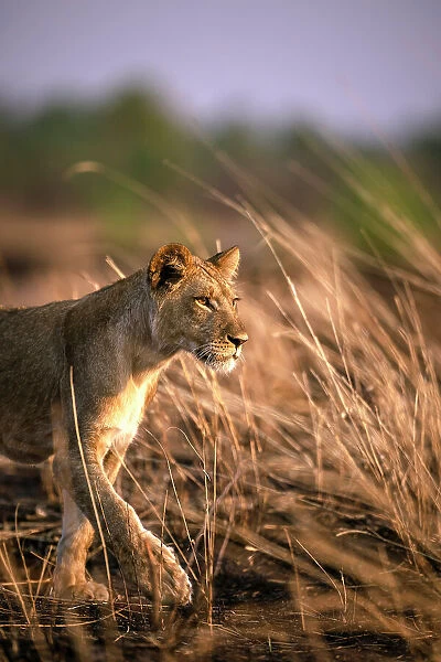 Lion, Hwange National Park, Zimbabwe