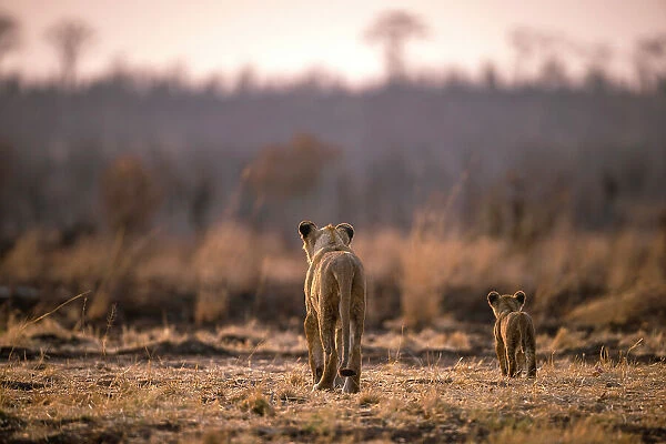 Lion, Hwange National Park, Zimbabwe