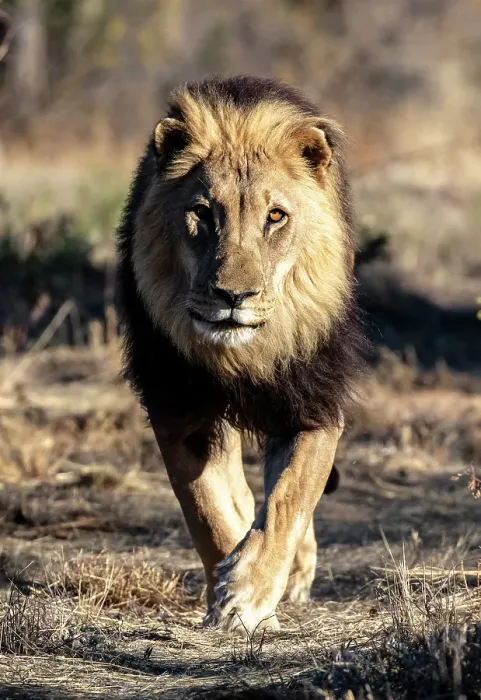 Framed Print : Lion male, Okonjima Nature Reserve, Namibia Framed Print : Lion male, Okonjima Nature Reserve, Namibia