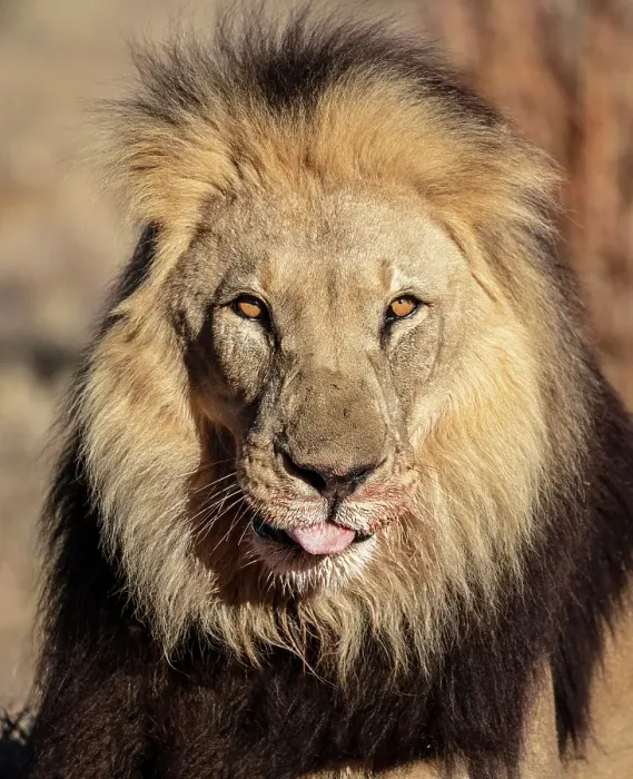Framed Print : Lion male, Okonjima Nature Reserve, Namibia