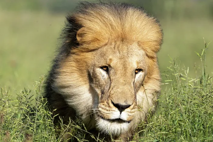 Framed Print : Lion male, Okonjima Nature Reserve, Namibia