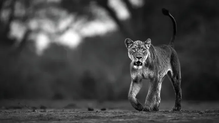 Framed Print : Lion, Mana Pools National Park, Zimbabwe Framed Print : Lion, Mana Pools National Park, Zimbabwe