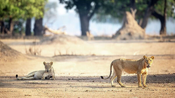 Lion, Mana Pools National Park, Zimbabwe