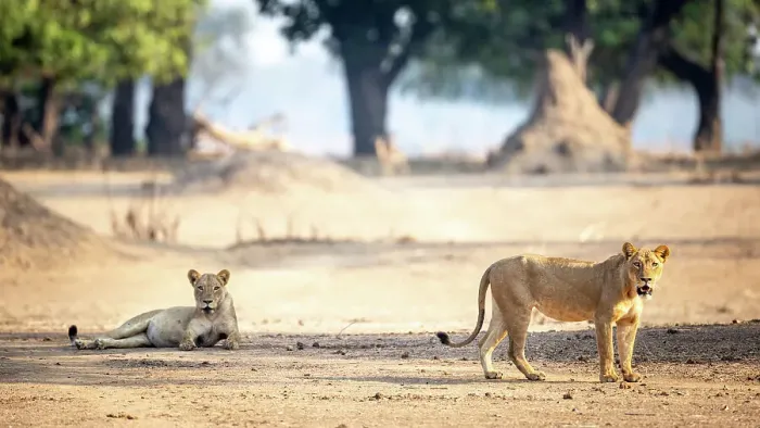 Framed Print : Lion, Mana Pools National Park, Zimbabwe Framed Print : Lion, Mana Pools National Park, Zimbabwe