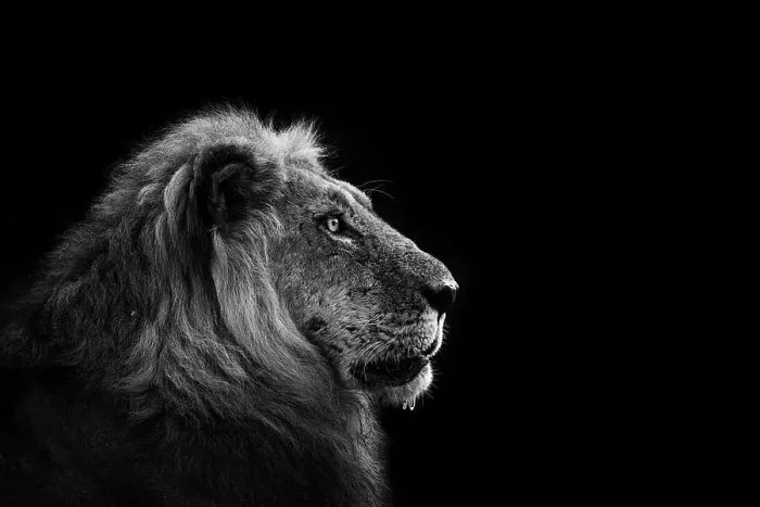 Framed Print : Lion, Mana Pools National Park, Zimbabwe Framed Print : Lion, Mana Pools National Park, Zimbabwe