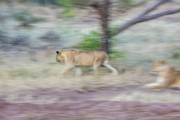 Framed Print : Lion moving through open grasslands, the Serengeti, Serengeti National Park, Tanzania