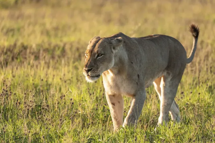 Framed Print : Lion, Nxai Pan Naitonal Park, Botswana