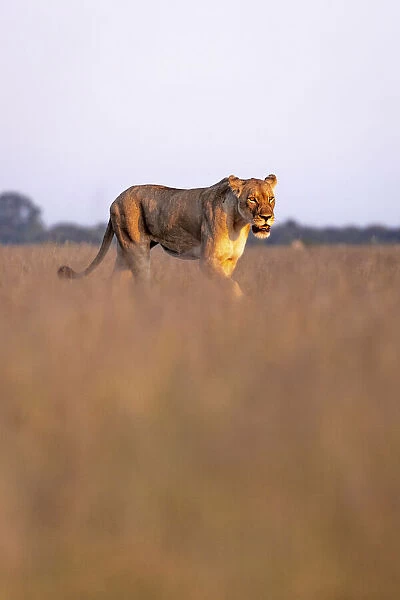 Lion, Nxai Pan Naitonal Park, Botswana