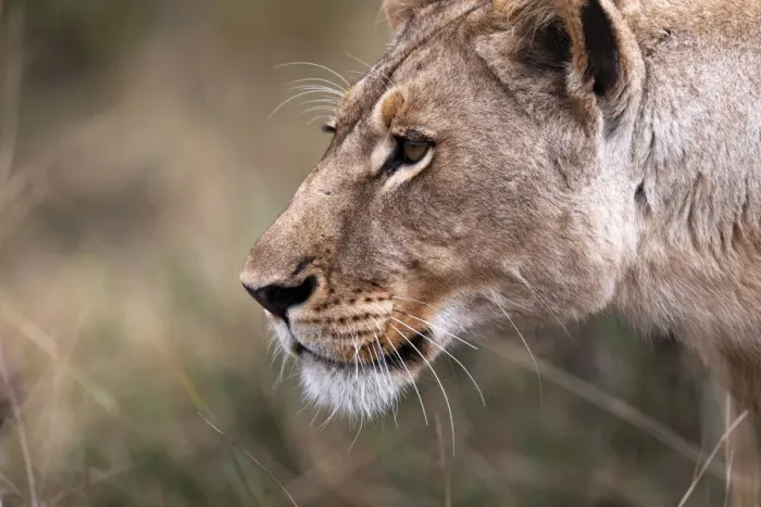 Framed Print : Lion, Okavango Delta, Botswana