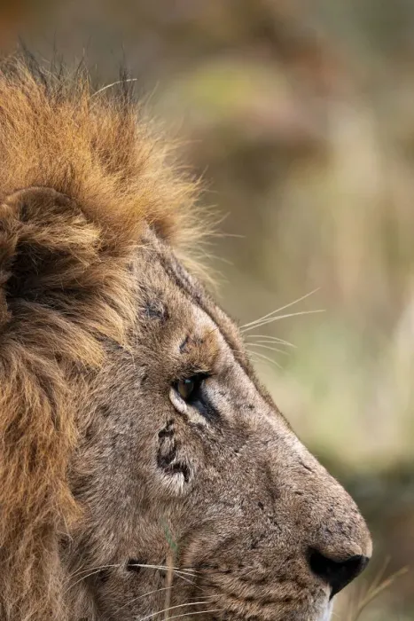 Framed Print : Lion, Okavango Delta, Botswana