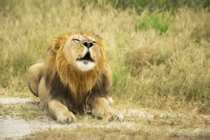 Framed Print : Lion (Panthera leo), Male calling, Savuti, Chobe National Park, Botswana, Africa Framed Print : Lion (Panthera leo), Male calling, Savuti, Chobe National Park, Botswana, Africa