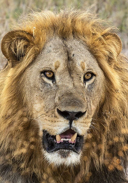 Lion (Panthera leo), Male, Savuti, Chobe National Park, Botswana, Africa
