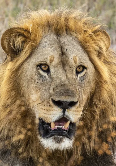 Framed Print : Lion (Panthera leo), Male, Savuti, Chobe National Park, Botswana, Africa Framed Print : Lion (Panthera leo), Male, Savuti, Chobe National Park, Botswana, Africa