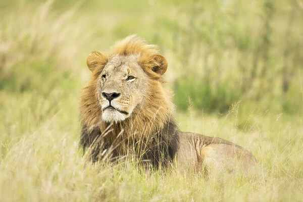 Lion (Panthera leo), Male, Savuti, Chobe National Park, Botswana, Africa