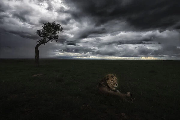 Lion (panthera leo) in the msai mara national reserve, kenya